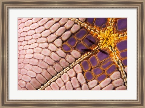 Framed Shrimp on Cushion Star, Indonesia Print