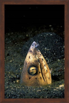 Framed Blackfin Snake Eel with cleaner shrimp, North Sulawesi, Indonesia Print