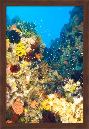 Framed Healthy Reef, Komodo, Indonesia Print