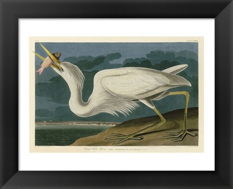 Framed Great White Heron Print