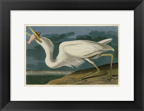 Framed Great White Heron Print