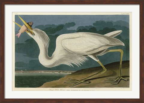 Framed Great White Heron Print