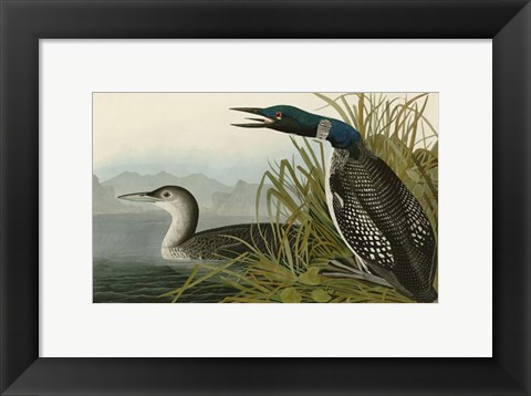 Framed Great Northern Diver or Loon Print