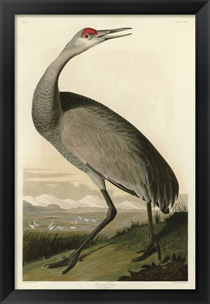 Framed Hooping Crane Print