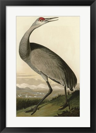 Framed Hooping Crane Print