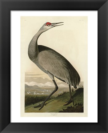 Framed Hooping Crane Print