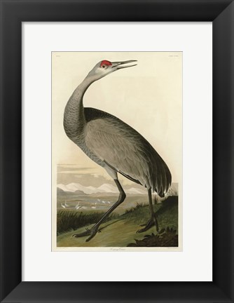 Framed Hooping Crane Print