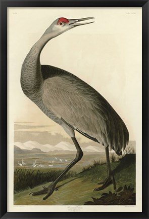 Framed Hooping Crane Print