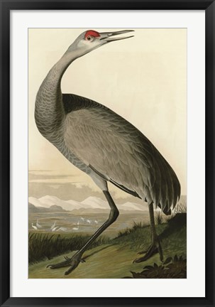 Framed Hooping Crane Print