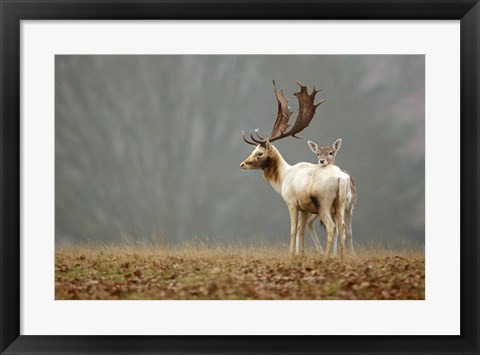 Framed Fallow Love Print