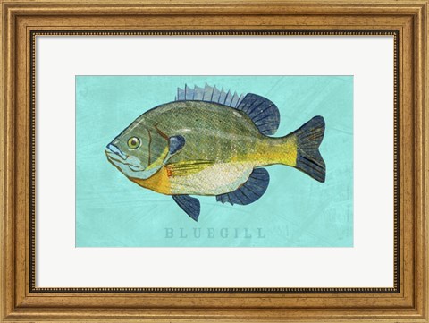 Framed Bluegill Print