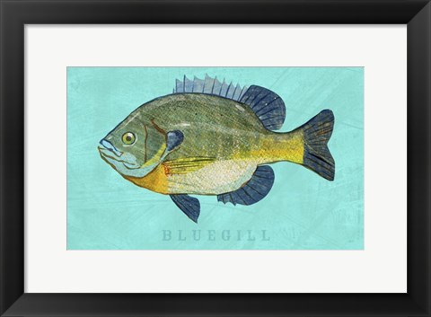 Framed Bluegill Print