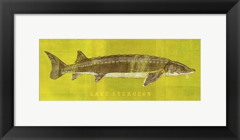 Framed Lake Sturgeon Print