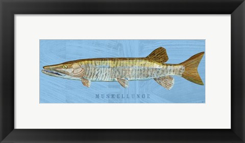 Framed Muskellunge Print