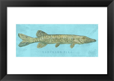 Framed Northern Pike Print