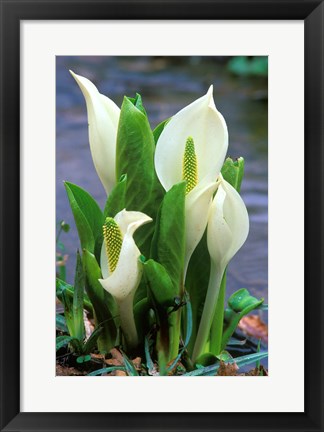 Framed Skunk Cabbage, Mt Hakkoda, Japan Print