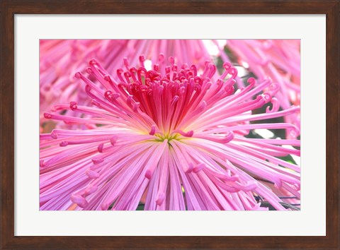 Framed Crysanthemum, Sensoji Temple, Asakusa, Tokyo, Japan Print