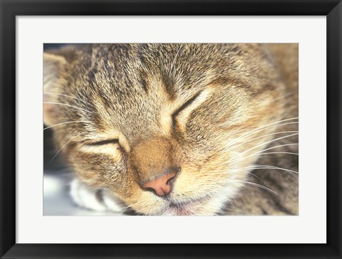 Framed Cat Sleeping Print