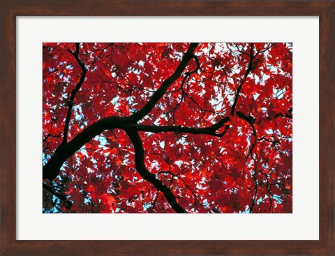 Framed Japan, Honshu, Tochigi, Nikko, Scarlet maple tree Print