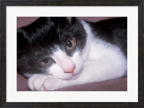 Framed Cat Relaxing on Sofa Print