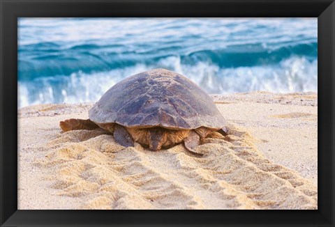 Framed Loggerhead Turtle, Nagata, Kagoshima, Yakushima, Japan Print