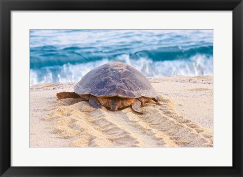 Framed Loggerhead Turtle, Nagata, Kagoshima, Yakushima, Japan Print