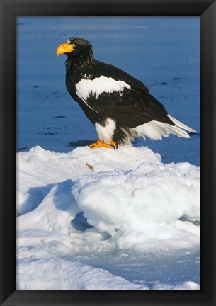 Framed Japan, Hokkaido, Raus, Steller&#39;s Sea Eagle Print