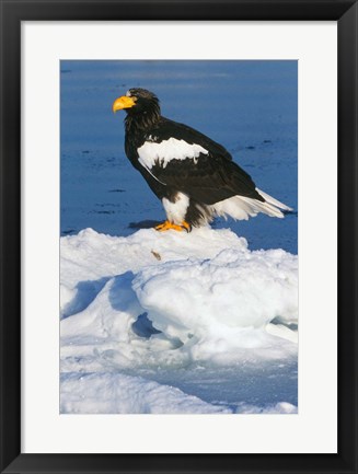 Framed Japan, Hokkaido, Raus, Steller&#39;s Sea Eagle Print