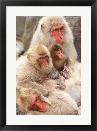 Framed Japan, Nagano, Jigokudani, Snow Monkey Family Print