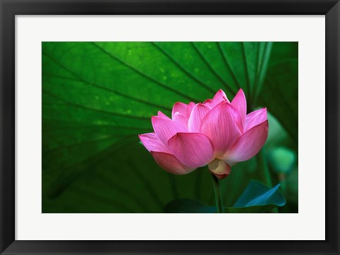 Framed Ohga Lotus, Sankei-en Garden, Yokohama, Japan Print