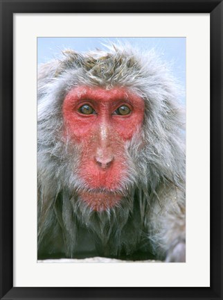 Framed Snow Monkey, Japanese Macaque, Nagano, Japan Print