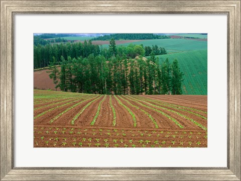 Framed Sugar Beet Field, Biei, Hokkaido, Japan Print