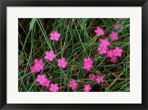 Framed Nadeshiko (Wild Pinks), Daisetsuzan NP, Hokkaido, Japan Print