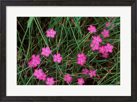 Framed Nadeshiko (Wild Pinks), Daisetsuzan NP, Hokkaido, Japan Print