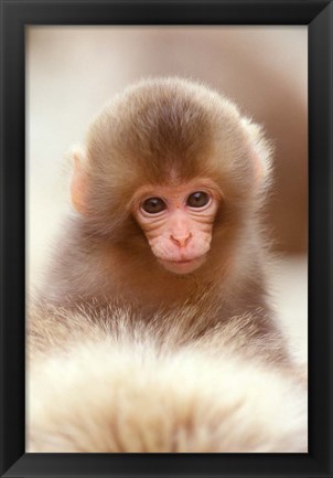 Framed Japan, Nagano, Jigokudani, Snow Monkey Baby Print