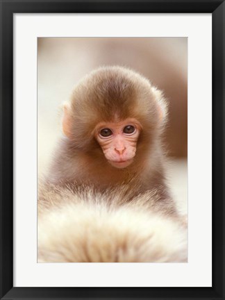 Framed Japan, Nagano, Jigokudani, Snow Monkey Baby Print