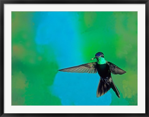 Framed Magnificent hummingbird in flight, Arizona, USA Print