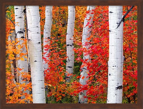 Framed Aspens and Maples Print