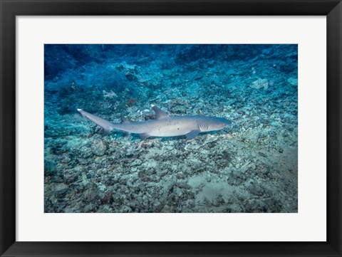 Framed WhiteTip Reef Shark, Malaysia Print