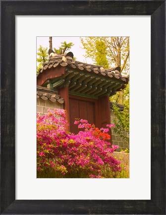 Framed Azaleas, The Deoksugung Palace Complex, Seoul, South Korea Print