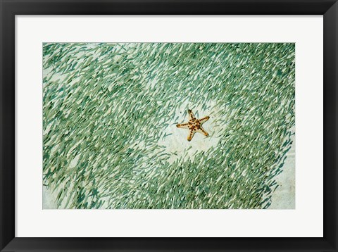 Framed Marine Life, Knobly Sea Star andFish, Sipadan, Malaysia Print