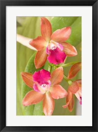 Framed Orchid Blooms in the Spring, Thailand Print