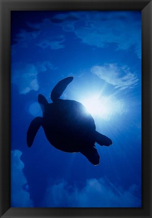 Framed Sea Turtle Underwater, Sipadan Island South Point, Malaysia Print