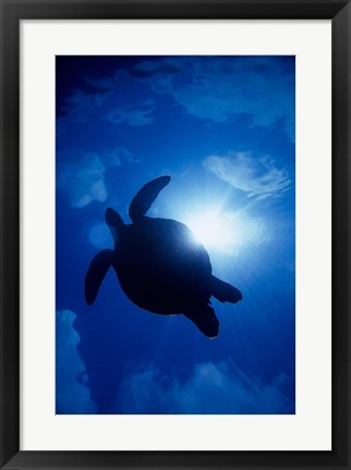 Framed Sea Turtle Underwater, Sipadan Island South Point, Malaysia Print