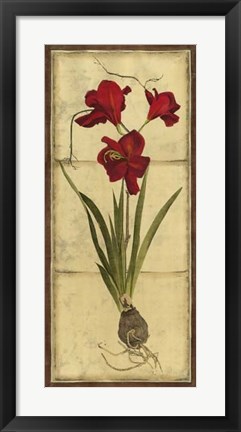 Framed Amaryllis Panel II Print