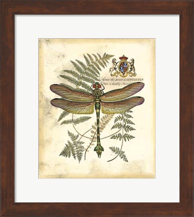 Framed Regal Dragonfly III Print