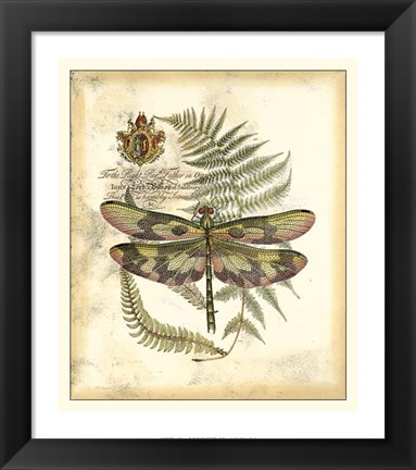 Framed Regal Dragonfly IV Print