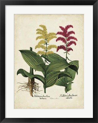 Framed Besler Florilegium II Print