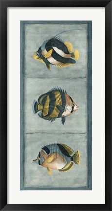 Framed Tropical Fish Trio II Print