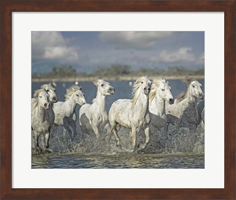 Framed White Horses of the Camargue Print